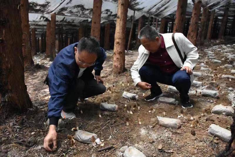 手机短信:毕节市气象局：气象服务助力林下羊肚菌产业高质量发展