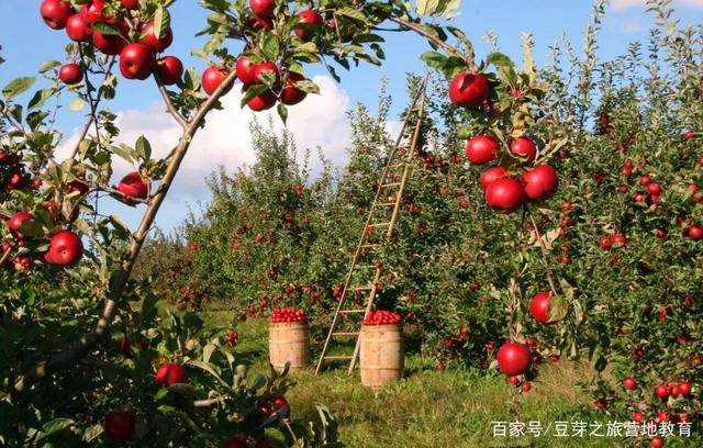 认领苹果树新闻稿五月标准新闻稿范文500字-第2张图片-太平洋在线下载