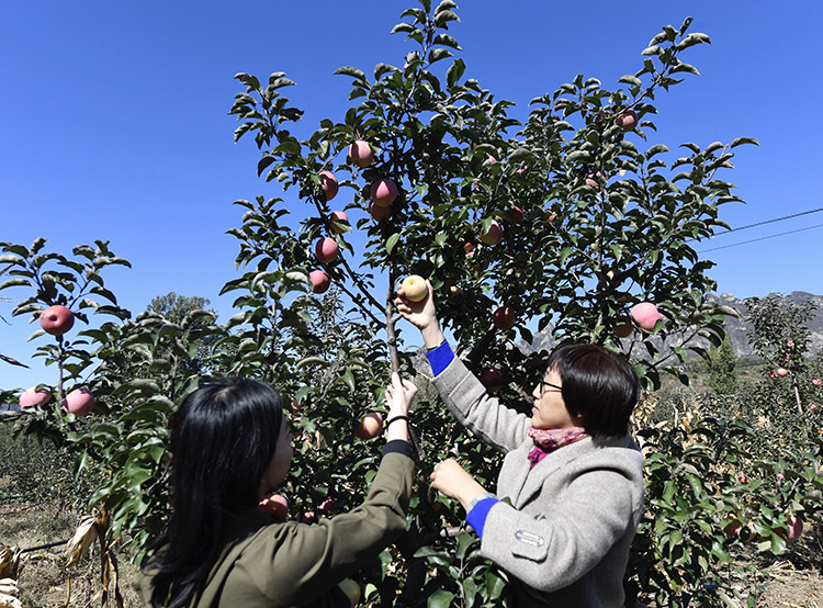 石柱苹果园新闻石柱县新闻最新消息-第1张图片-太平洋在线下载