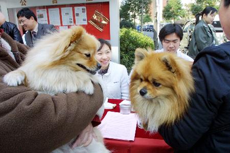 狗市场丢手机新闻叶榭浦南批发市场新闻-第2张图片-太平洋在线下载