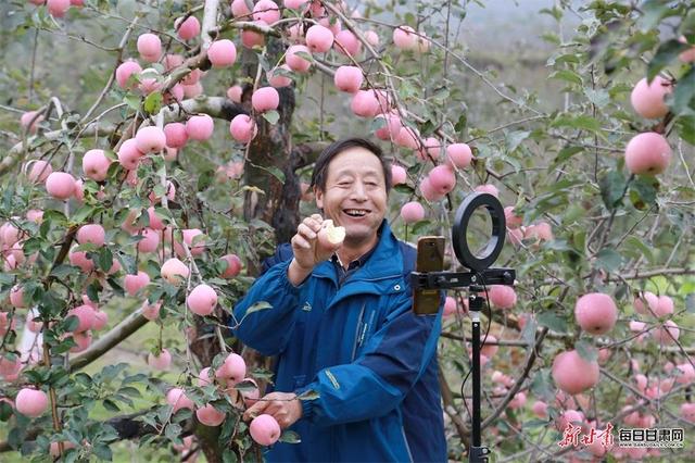 礼县苹果新闻甘肃陇南市礼县新闻-第1张图片-太平洋在线下载